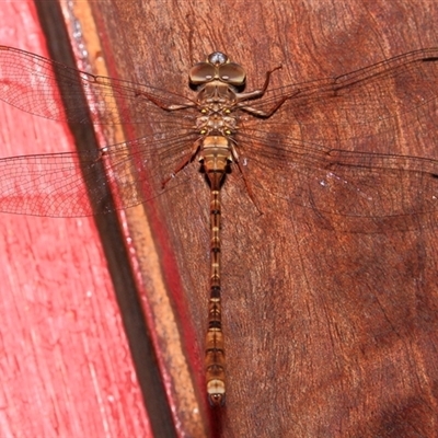 Unidentified Insect at Gibberagee, NSW - 11 Nov 2016 by Bungybird