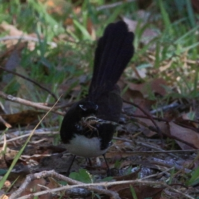 Rhipidura leucophrys (Willie Wagtail) at Gibberagee, NSW - 11 Nov 2016 by Bungybird