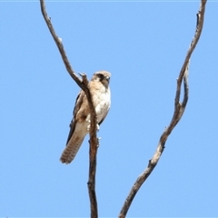 Falco berigora (Brown Falcon) at Carisbrook, VIC - 20 Nov 2024 by KMcCue