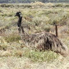 Dromaius novaehollandiae (Emu) at Yanga, NSW - 24 Nov 2024 by KMcCue