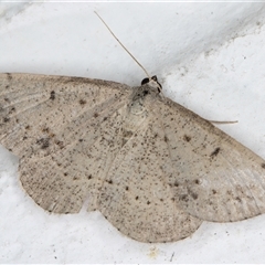 Taxeotis reserata (A Geometer moth) at Melba, ACT - 25 Nov 2024 by kasiaaus