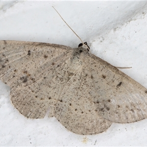 Taxeotis reserata at Melba, ACT - 25 Nov 2024