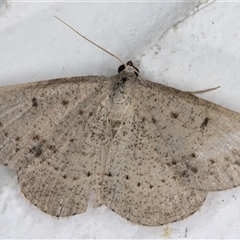 Taxeotis reserata at Melba, ACT - 25 Nov 2024