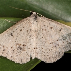 Taxeotis reserata at Melba, ACT - 25 Nov 2024