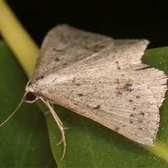 Taxeotis reserata at Melba, ACT - 25 Nov 2024 11:54 PM