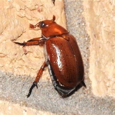 Anoplognathus porosus (Porosus Christmas beetle) at Wanniassa, ACT - 26 Nov 2024 by JohnBundock