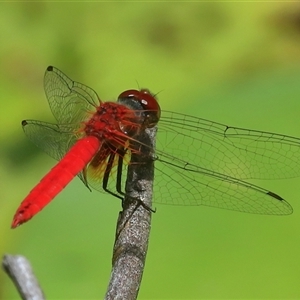 Aethriamanta nymphaeae at Gibberagee, NSW - 4 Jan 2017 12:39 AM