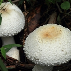 Agarics at Gibberagee, NSW - 7 Dec 2010 by Bungybird