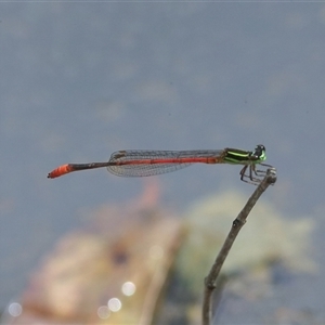 Argiocnemis rubescens at Gibberagee, NSW - 4 Nov 2018 09:13 PM