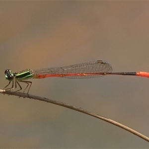 Argiocnemis rubescens at Gibberagee, NSW - 5 Nov 2018 10:28 PM