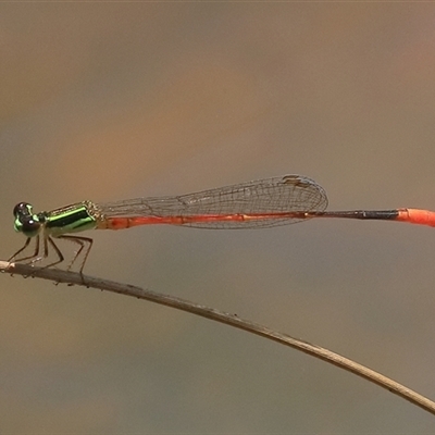 Unidentified Insect at Gibberagee, NSW - 5 Nov 2018 by Bungybird