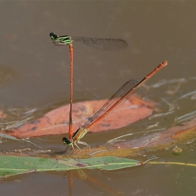 Unidentified Insect at Gibberagee, NSW - 4 Nov 2018 by Bungybird