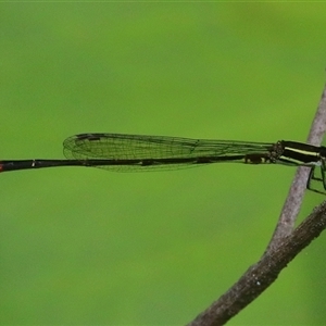Argiocnemis rubescens at Gibberagee, NSW - 21 Dec 2016 02:17 AM