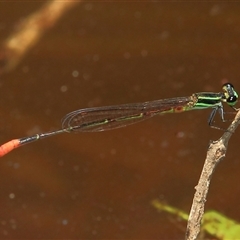 Argiocnemis rubescens (Red-tipped Shadefly) at Gibberagee, NSW - 8 Jan 2012 by Bungybird
