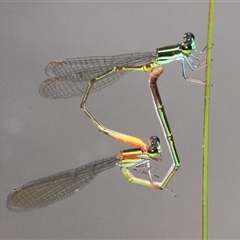 Unidentified Insect at Gibberagee, NSW - 3 Jan 2012 by Bungybird