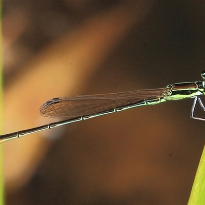 Unidentified Insect at Gibberagee, NSW - 2 Jan 2012 by Bungybird