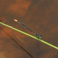 Unidentified Insect at Gibberagee, NSW - 27 Dec 2011 by Bungybird