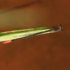 Unidentified Insect at Gibberagee, NSW - 26 Dec 2011 by Bungybird