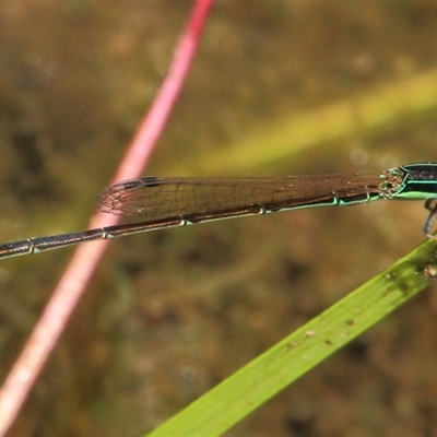 Agriocnemis pygmaea (Pygmy wisp) at Gibberagee, NSW - 27 Dec 2011 by Bungybird