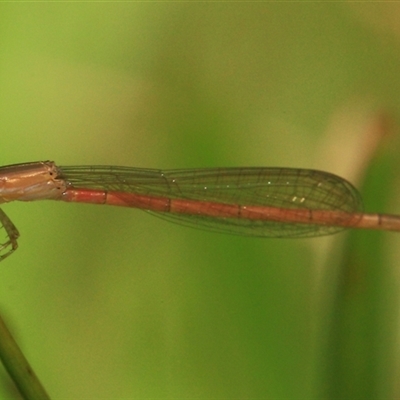 Agriocnemis pygmaea (Pygmy wisp) at Gibberagee, NSW - 26 Dec 2011 by Bungybird