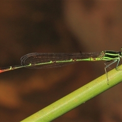 Unidentified Insect at Gibberagee, NSW - 26 Dec 2011 by Bungybird