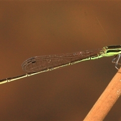 Agriocnemis pygmaea (Pygmy wisp) at Gibberagee, NSW - 26 Dec 2011 by Bungybird