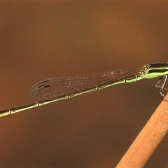 Unidentified Insect at Gibberagee, NSW - 26 Dec 2011 by Bungybird