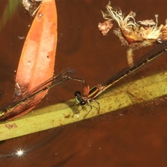 Unidentified Insect at Gibberagee, NSW - 26 Dec 2011 by Bungybird