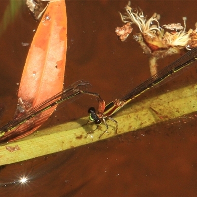 Unidentified Insect at Gibberagee, NSW - 26 Dec 2011 by Bungybird