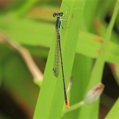 Agriocnemis pygmaea (Pygmy wisp) at Gibberagee, NSW - 25 Dec 2011 by Bungybird