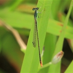 Unidentified Insect at Gibberagee, NSW - 24 Dec 2011 by Bungybird