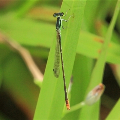 Agriocnemis pygmaea (Pygmy wisp) at Gibberagee, NSW - 25 Dec 2011 by Bungybird