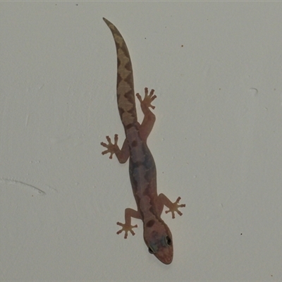 Amalosia robusta (Robust Velvet Gecko) at Gibberagee, NSW - 19 Dec 2016 by Bungybird