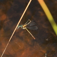 Unidentified Insect at Gibberagee, NSW - 17 Dec 2011 by Bungybird