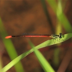 Unidentified Insect at Gibberagee, NSW - 17 Dec 2011 by Bungybird