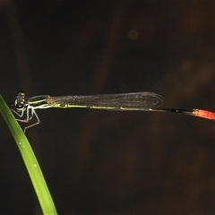Argiocnemis rubescens (Red-tipped Shadefly) at Gibberagee, NSW - 18 Dec 2011 by Bungybird