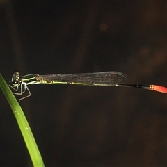 Unidentified Insect at Gibberagee, NSW - 17 Dec 2011 by Bungybird