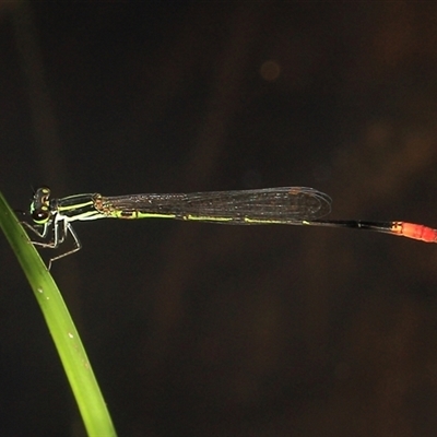 Argiocnemis rubescens (Red-tipped Shadefly) at Gibberagee, NSW - 18 Dec 2011 by Bungybird