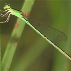 Unidentified Insect at Gibberagee, NSW - 17 Dec 2011 by Bungybird