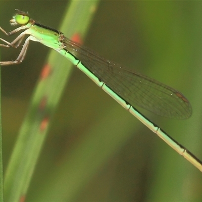 Agriocnemis pygmaea (Pygmy wisp) at Gibberagee, NSW - 18 Dec 2011 by Bungybird