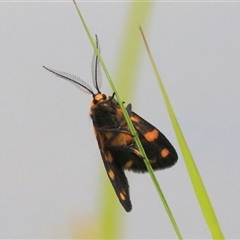 Lithosiini (tribe) (Footman) at Gibberagee, NSW - 13 Feb 2015 by Bungybird
