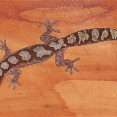 Amalosia robusta (Robust Velvet Gecko) at Gibberagee, NSW - 20 Mar 2009 by Bungybird