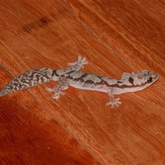 Amalosia robusta (Robust Velvet Gecko) at Gibberagee, NSW - 14 Sep 2009 by Bungybird