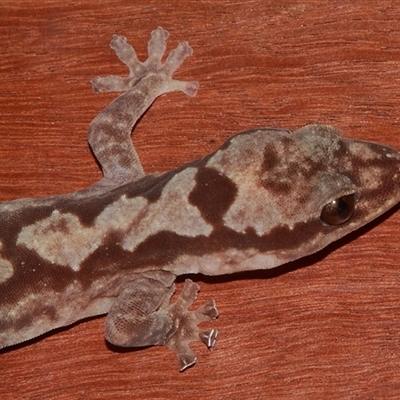 Amalosia robusta (Robust Velvet Gecko) at Gibberagee, NSW - 17 Jul 2010 by Bungybird