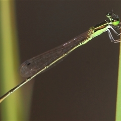 Agriocnemis pygmaea (Pygmy wisp) at Gibberagee, NSW - 19 Dec 2011 by Bungybird