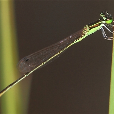 Unidentified Insect at Gibberagee, NSW - 19 Dec 2011 by Bungybird