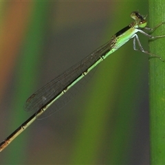 Unidentified Insect at Gibberagee, NSW - 19 Dec 2011 by Bungybird