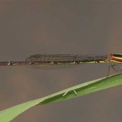 Unidentified Insect at Gibberagee, NSW - 18 Dec 2011 by Bungybird