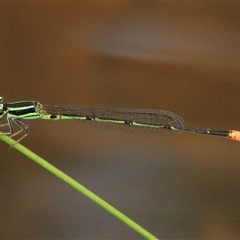 Argiocnemis rubescens (Red-tipped Shadefly) at Gibberagee, NSW - 19 Dec 2011 by Bungybird