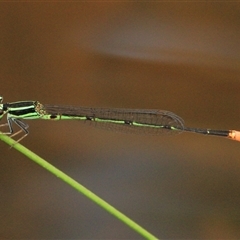 Unidentified Insect at Gibberagee, NSW - 18 Dec 2011 by Bungybird